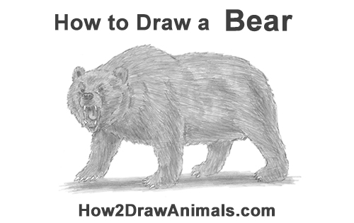 Draw a Grizzly Bear Roaring How to Draw a Growling Grizzly Bear Walking