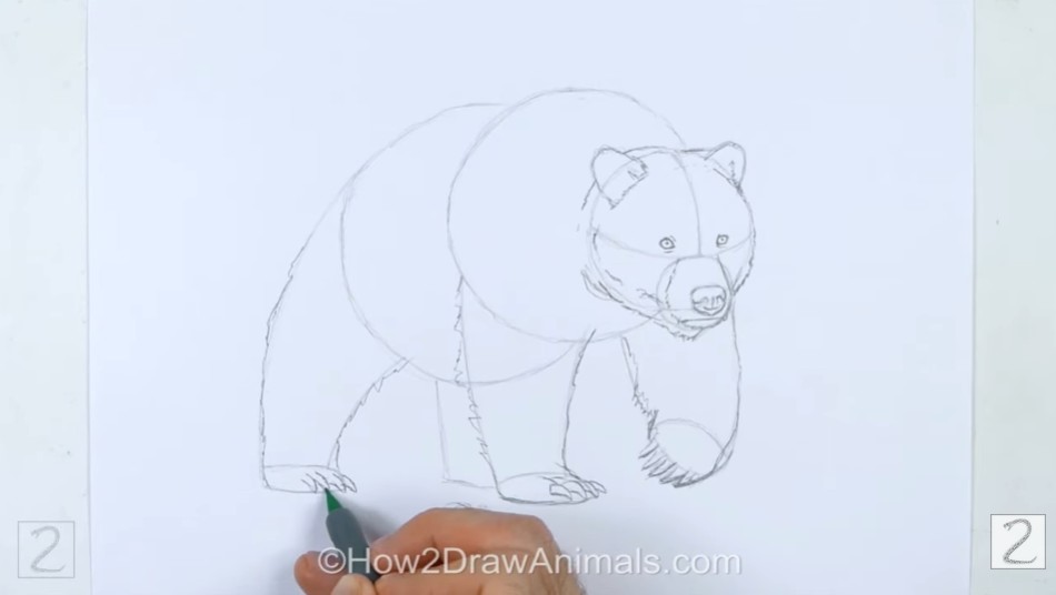 Add the Legs and Paws