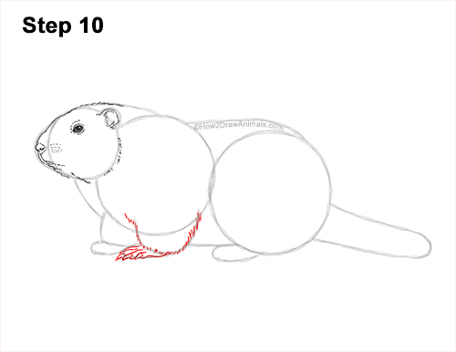 How to Draw a Groundhog Woodchuck Side View 10