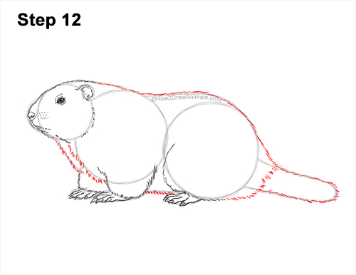 How to Draw a Groundhog Woodchuck Side View 12