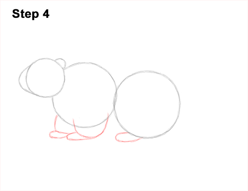 Draw a Groundhog Woodchuck 4 How to Draw a Groundhog Woodchuck Side View 4