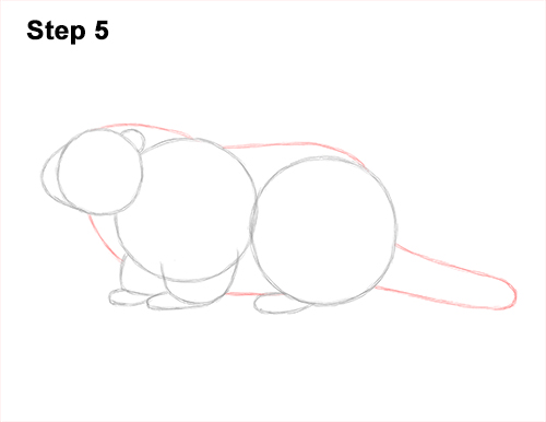Draw a Groundhog Woodchuck 5 How to Draw a Groundhog Woodchuck Side View 5