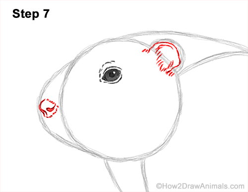 Draw a Groundhog Woodchuck 7 How to Draw a Groundhog Woodchuck Side View 7