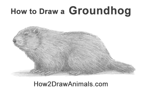 Draw a Groundhog Woodchuck How to Draw a Groundhog Woodchuck Side View