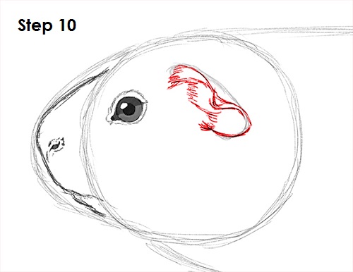 Draw Guinea Pig 10