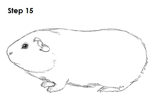 Guinea Pig 15 Draw Guinea Pig 15