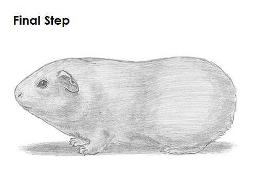 Guinea Pig Last Draw Guinea Pig Last