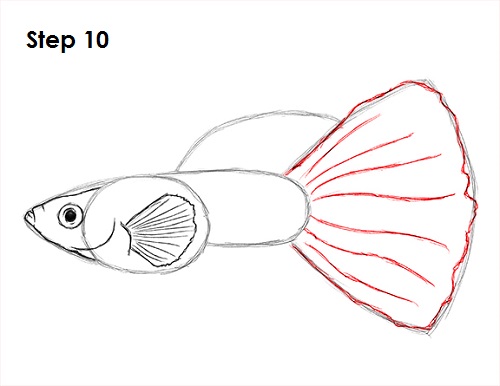 Guppy Fish Drawing 10 Draw Guppy Fish 10
