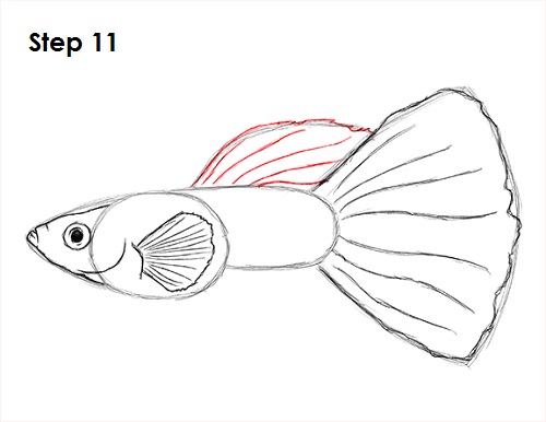Guppy Fish Drawing 11 Draw Guppy Fish 11