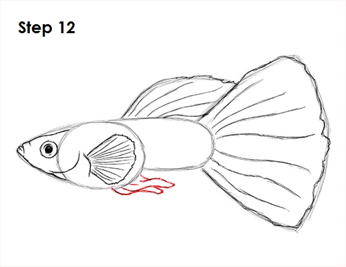 Guppy Fish Drawing 12 Draw Guppy Fish 12