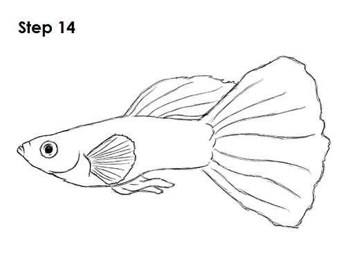Guppy Fish Drawing 14 Draw Guppy Fish 14