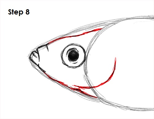 Draw Guppy Fish 8