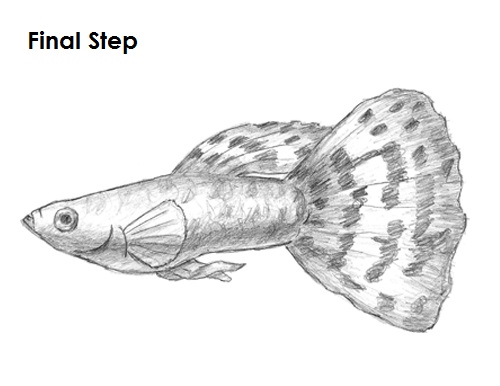 Guppy Fish Drawing Final Draw Guppy Fish Final
