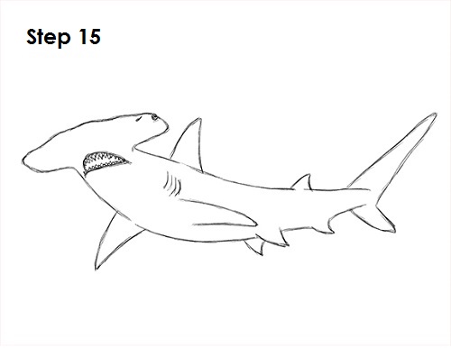 Hammerhead Shark Drawing 15 Draw Hammerhead Shark 15