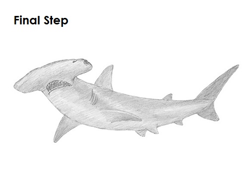 Hammerhead Shark Drawing Draw Hammerhead Shark