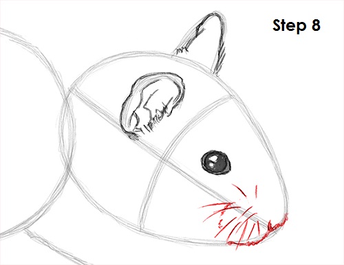 Hamster Drawing 8 Draw Hamster 8