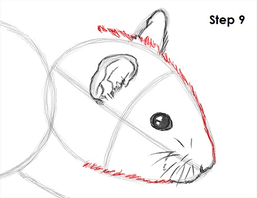 Hamster Drawing 9 Draw Hamster 9