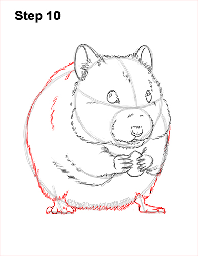 Draw a Golden Hamster Standing 10 How to Draw a Syrian Hamster Standing Up Eating 10
