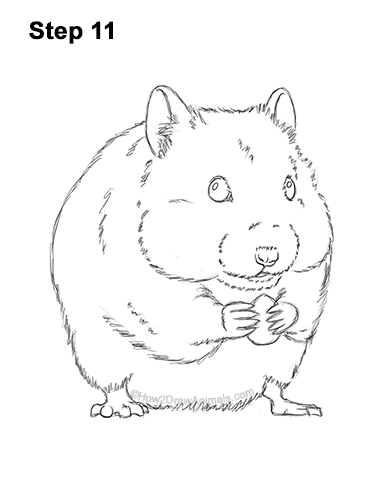 Draw a Golden Hamster Standing 11 How to Draw a Syrian Hamster Standing Up Eating 11