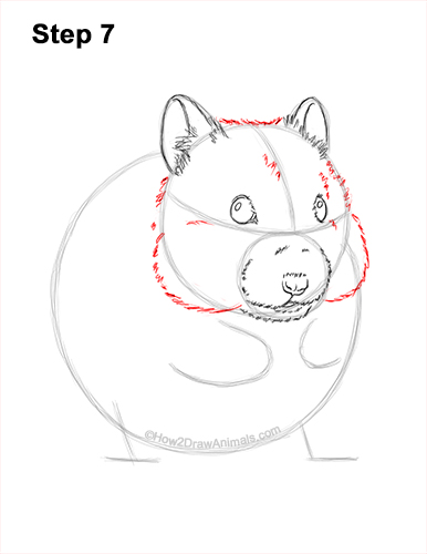 Draw a Golden Hamster Standing 7 How to Draw a Syrian Hamster Standing Up Eating 7