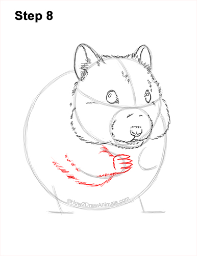 Draw a Golden Hamster Standing 8 How to Draw a Syrian Hamster Standing Up Eating 8