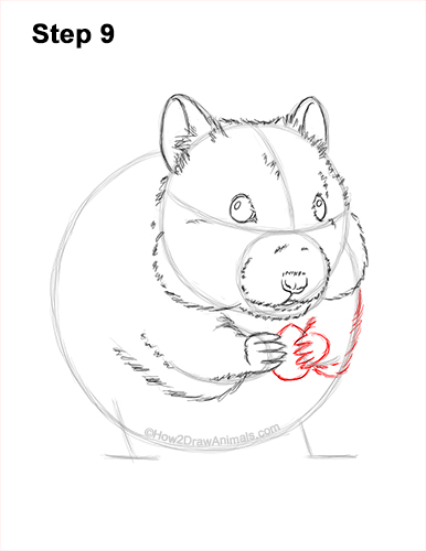 Draw a Golden Hamster Standing 9 How to Draw a Syrian Hamster Standing Up Eating 9
