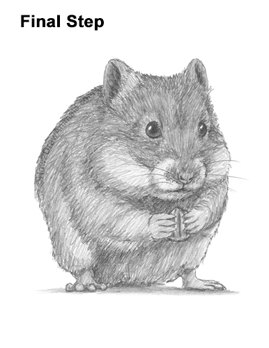 Draw a Golden Hamster Standing How to Draw a Syrian Hamster Standing Up Eating