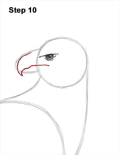 How to Draw an American Harpy Eagle Bird 10