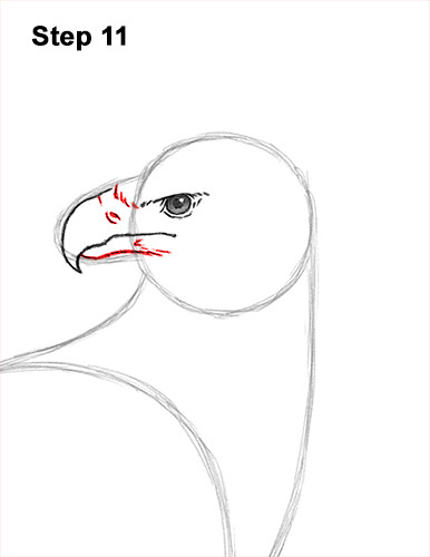 How to Draw an American Harpy Eagle Bird 11