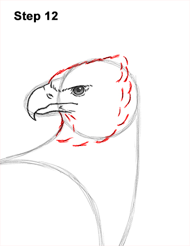 How to Draw an American Harpy Eagle Bird 12