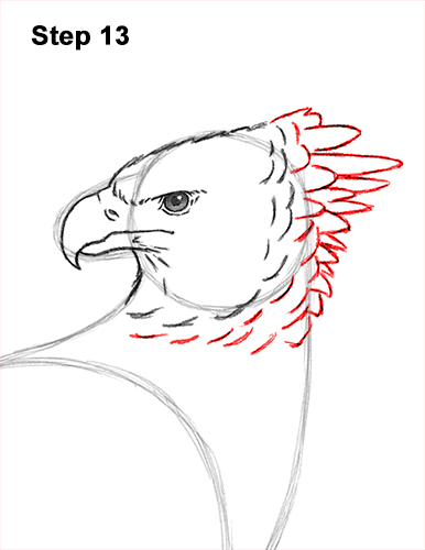 How to Draw an American Harpy Eagle Bird 13