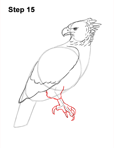 Draw a Harpy Eagle 15 How to Draw an American Harpy Eagle Bird 15