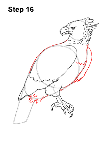 Draw a Harpy Eagle 16 How to Draw an American Harpy Eagle Bird 16