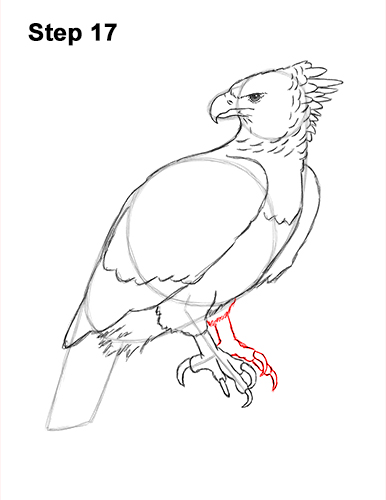 Draw a Harpy Eagle 17 How to Draw an American Harpy Eagle Bird 17