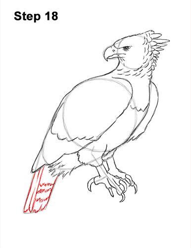 Draw a Harpy Eagle 18 How to Draw an American Harpy Eagle Bird 18