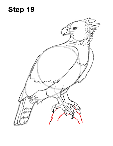 Draw a Harpy Eagle 19 How to Draw an American Harpy Eagle Bird 19