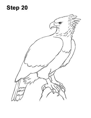 Draw a Harpy Eagle 20 How to Draw an American Harpy Eagle Bird 20