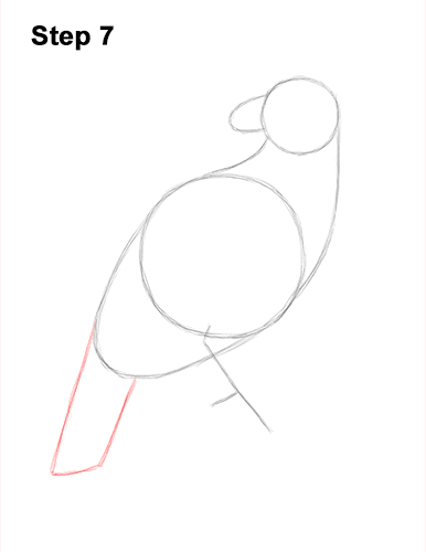 How to Draw an American Harpy Eagle Bird 7
