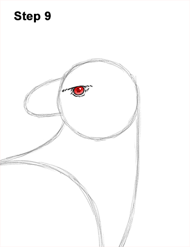 How to Draw an American Harpy Eagle Bird 9