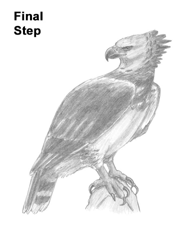 Draw a Harpy Eagle How to Draw an American Harpy Eagle Bird