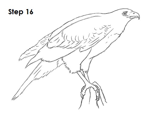 Draw Harris Hawk 16