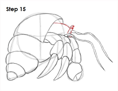 Hermit Crab 15 Draw Hermit Crab 15
