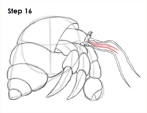 Hermit Crab 16 Draw Hermit Crab 16