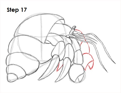 Hermit Crab 17 Draw Hermit Crab 17
