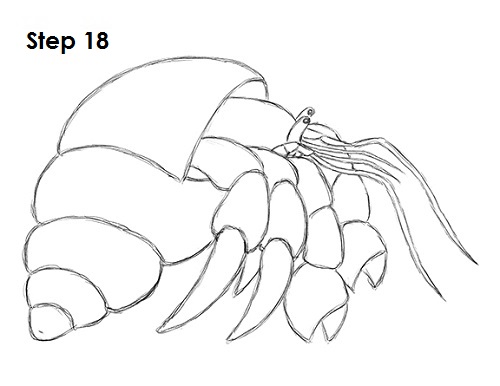 Hermit Crab 18 Draw Hermit Crab 18