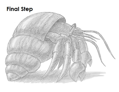 Hermit Crab Complete Draw Hermit Crab Last