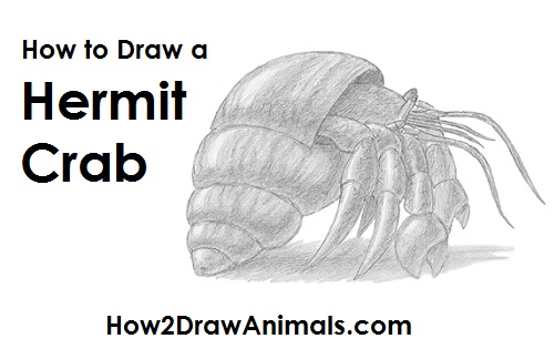 Draw a Hermit Crab Draw Hermit Crab