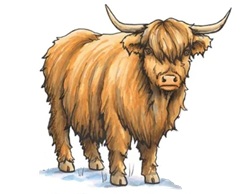 How to Draw a Highland Cow Markers