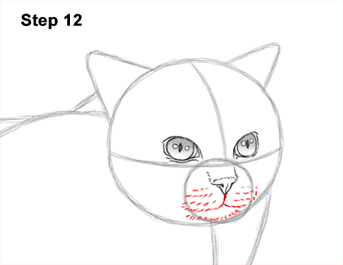 Draw a Himalayan Cat Kitten Side 12 How to Draw Himalayan Cat Kitten Seal Point 12