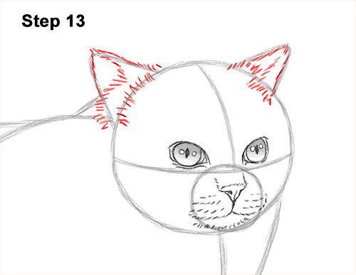 Draw a Himalayan Cat Kitten Side 13 How to Draw Himalayan Cat Kitten Seal Point 13